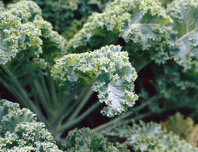 ruffle leafed dwarf german kale closeup
